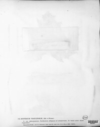 Hypoderma rubi image